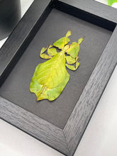 Load image into Gallery viewer, Phyllium Pulchrifolium / Leaf Insect in a frame - Black
