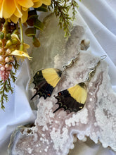 Load image into Gallery viewer, Real Papilio Androgeus Butterfly Hindwing Earrings
