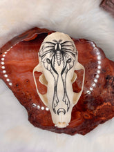 Load image into Gallery viewer, Hand Painted Marten Skull - Moon Moth
