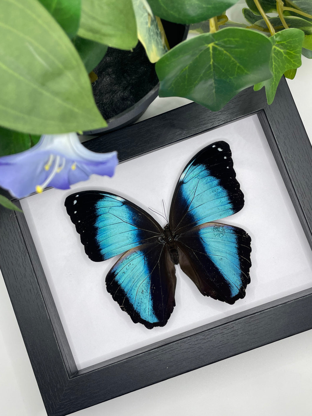 Morpho Achilles Butterfly in a frame (A-)