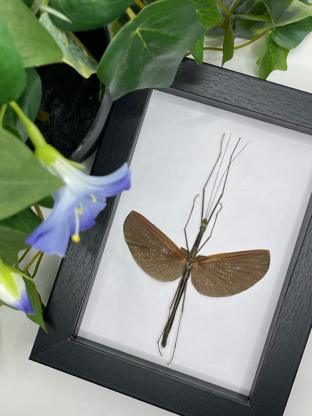 Brown Stick Insect sp. in a frame
