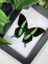 Load image into Gallery viewer, Green Swallowtail / Papilio Blumei in a frame
