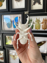 Load image into Gallery viewer, 3D Printed Stag Beetle
