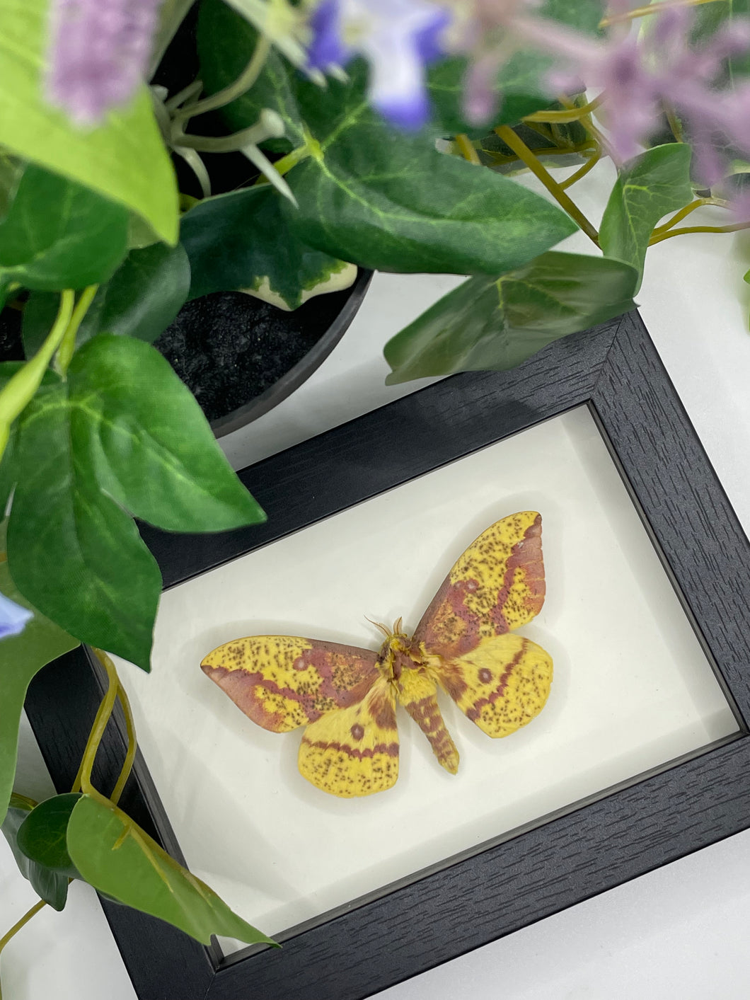 Imperial Moth / Eacles Imperialis in a frame #8