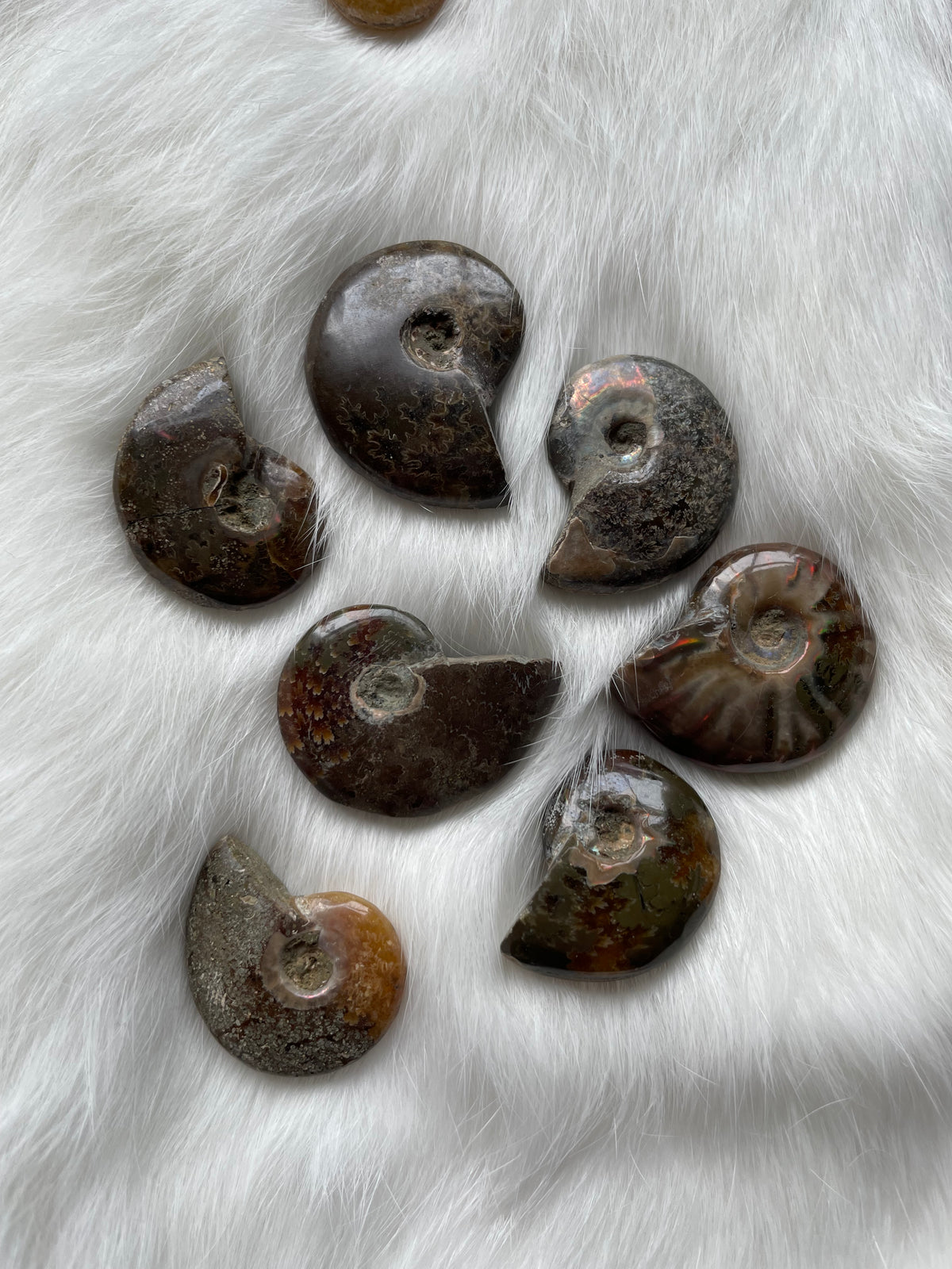 1 x Uncut Ammonite | Single