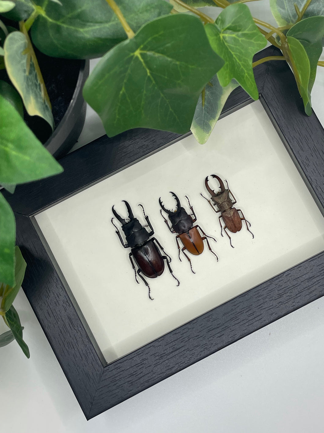 Trio Stag Beetle in a frame (2)