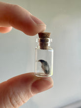 Load image into Gallery viewer, Squirrel Claw jar
