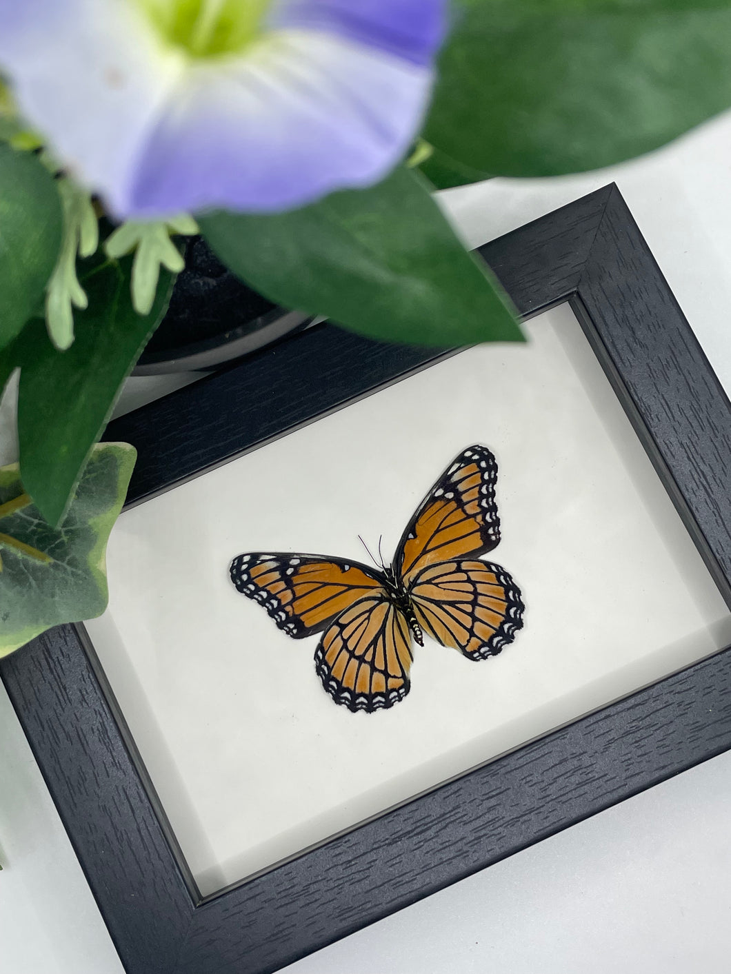 Viceroy Butterfly in a frame