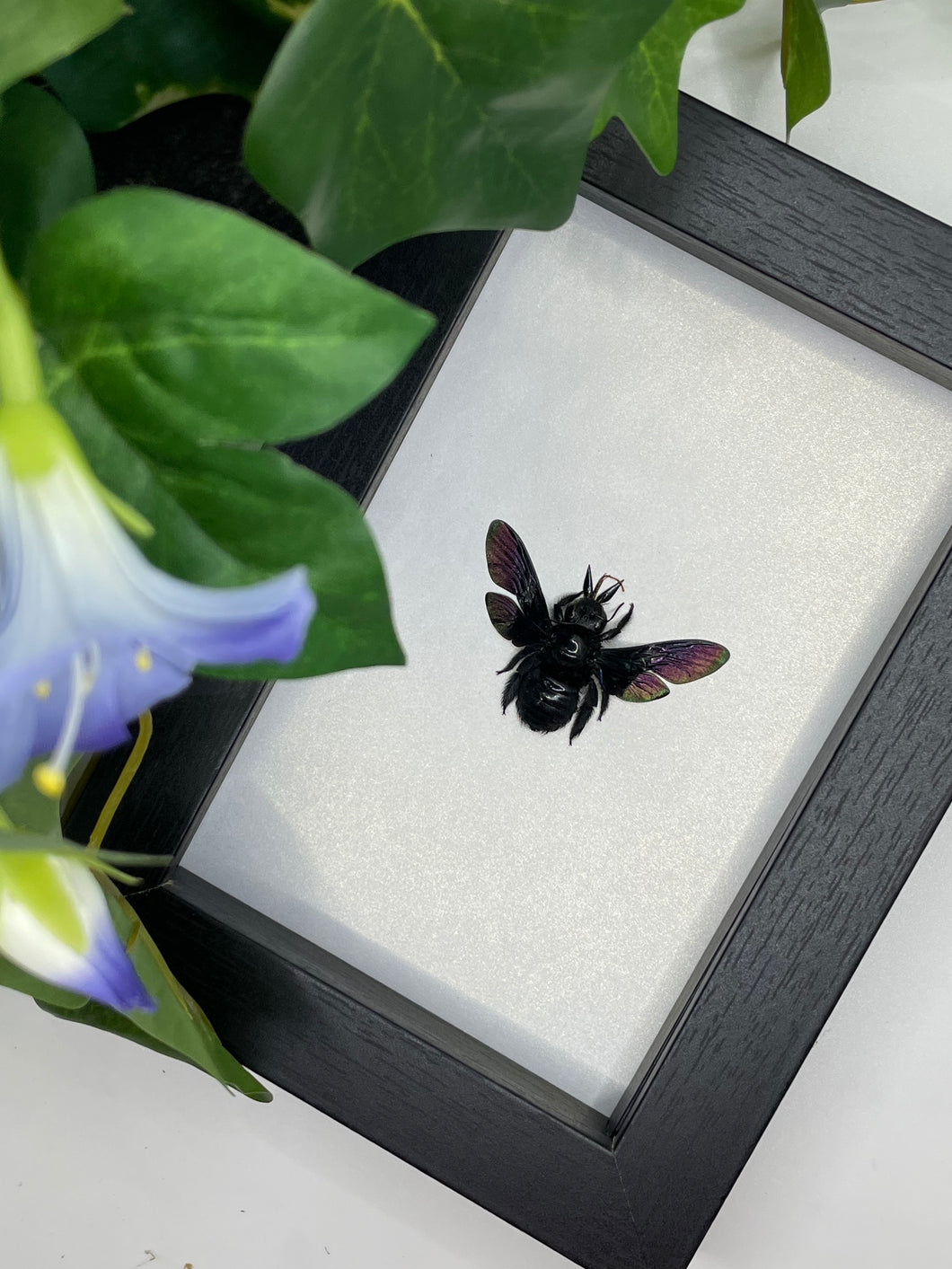 Black Carpenter Bee /  Xylocopa Latipes in a frame | Glitter background