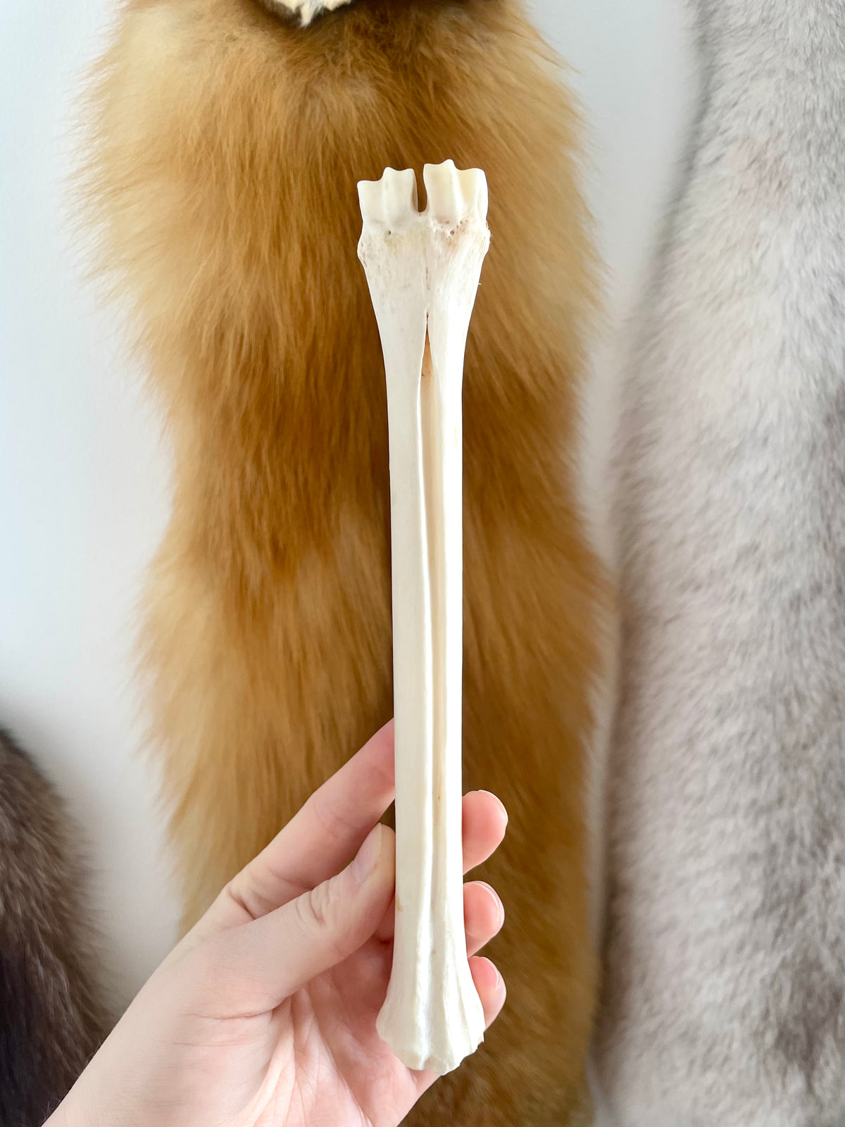 Fallow Deer Leg Bone