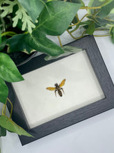 Load image into Gallery viewer, Golden Wasp sp. in a frame
