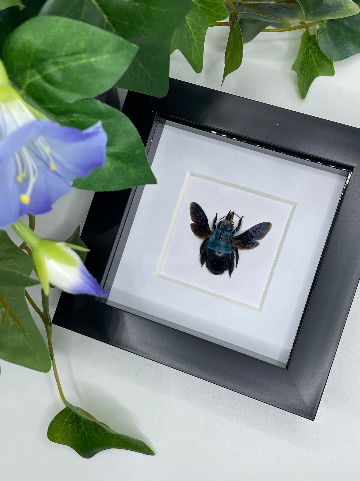 Blue Carpenter Bee / Xylocopa Caerulea in a square frame