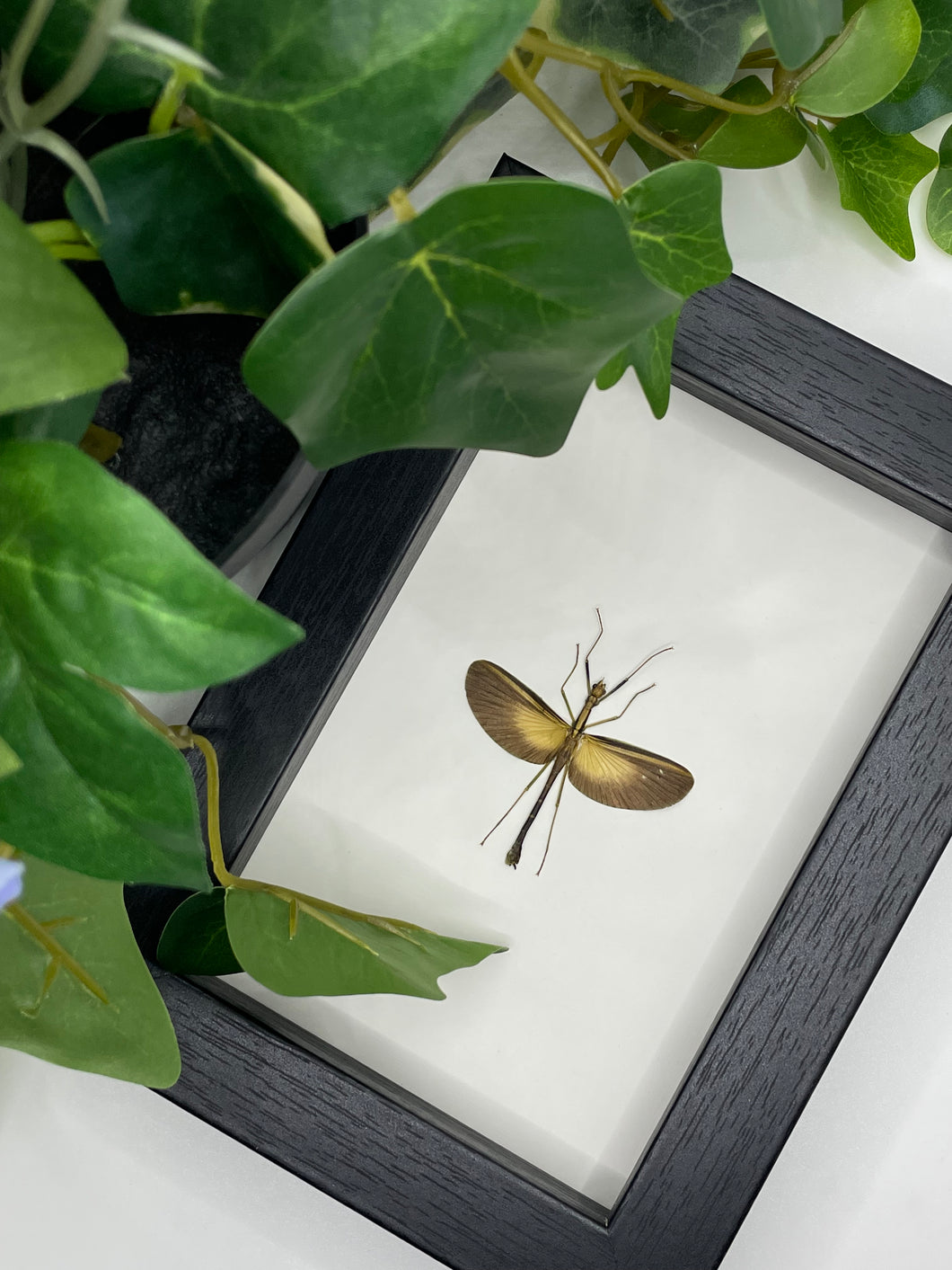 Java Stick Insect sp. in a frame