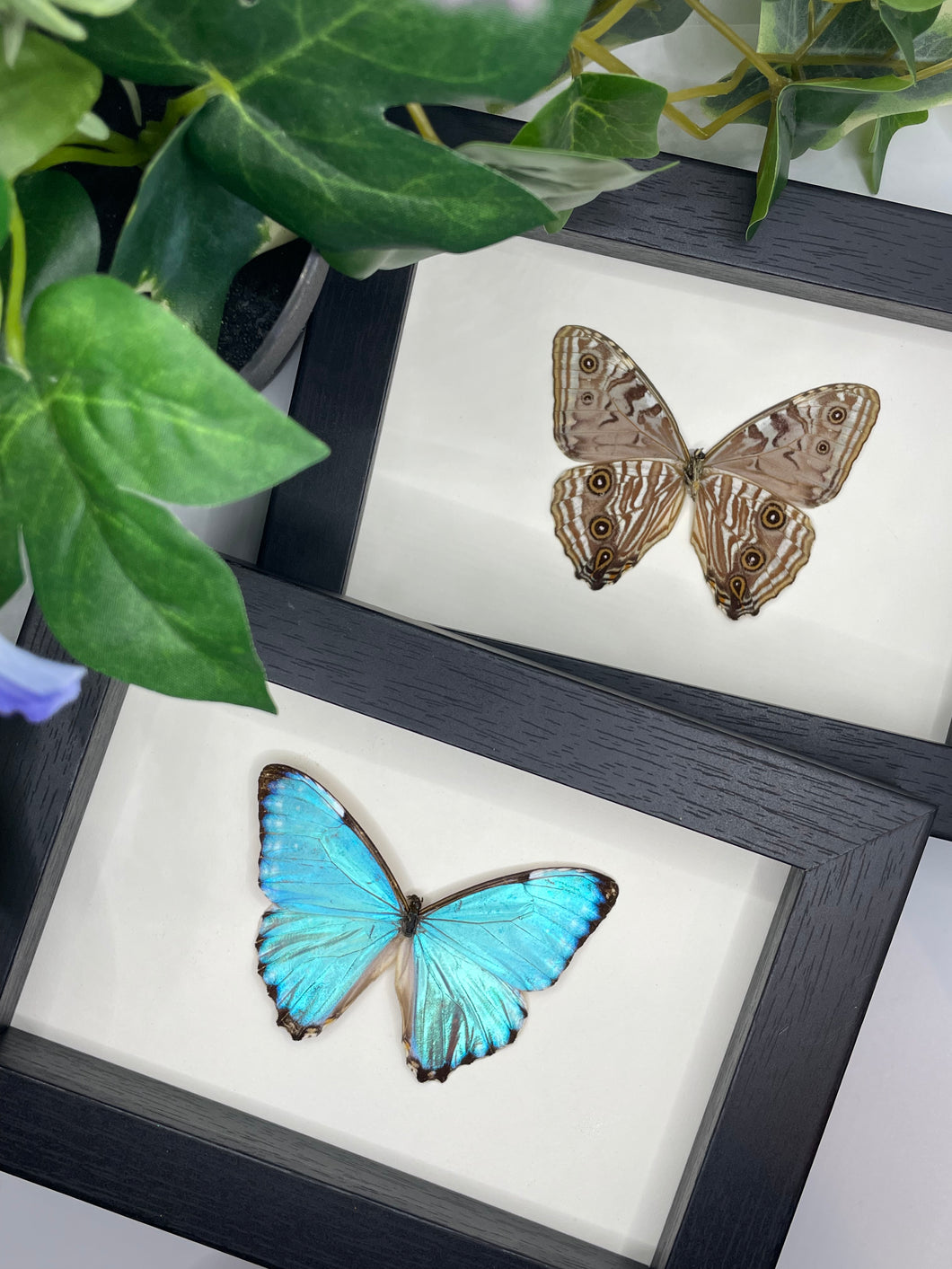 Morpho Portis Butterfly in a frame