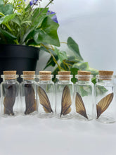 Load image into Gallery viewer, Small Jewel Beetle wing in a jar
