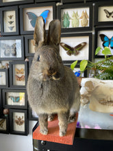 Load image into Gallery viewer, &quot;Everly&quot; Taxidermy Bunny
