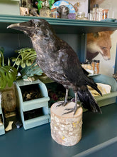 Load image into Gallery viewer, “Kelly” Taxidermy Crow
