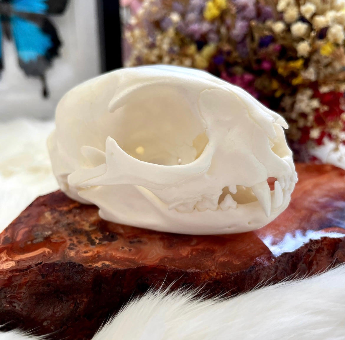 Feral Cat Skull