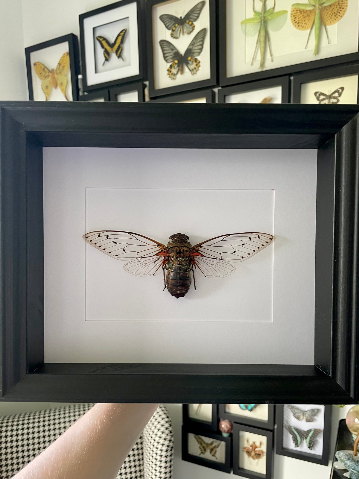 XL Cicada / Pomponia Intermedia in a frame