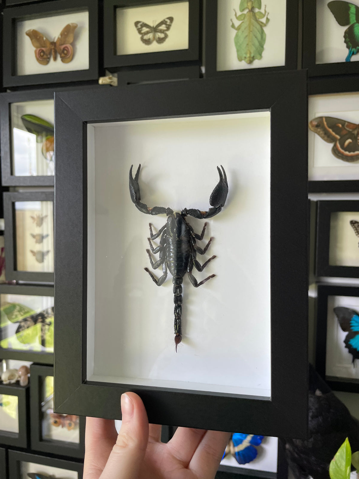 Small Heterometreus Spinifer Scorpion in a frame