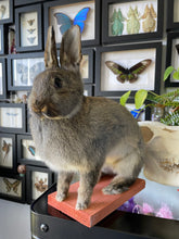 Load image into Gallery viewer, &quot;Everly&quot; Taxidermy Bunny
