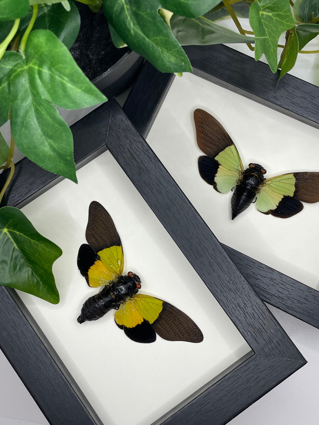 Trengganua Sibylla Cicada in a frame