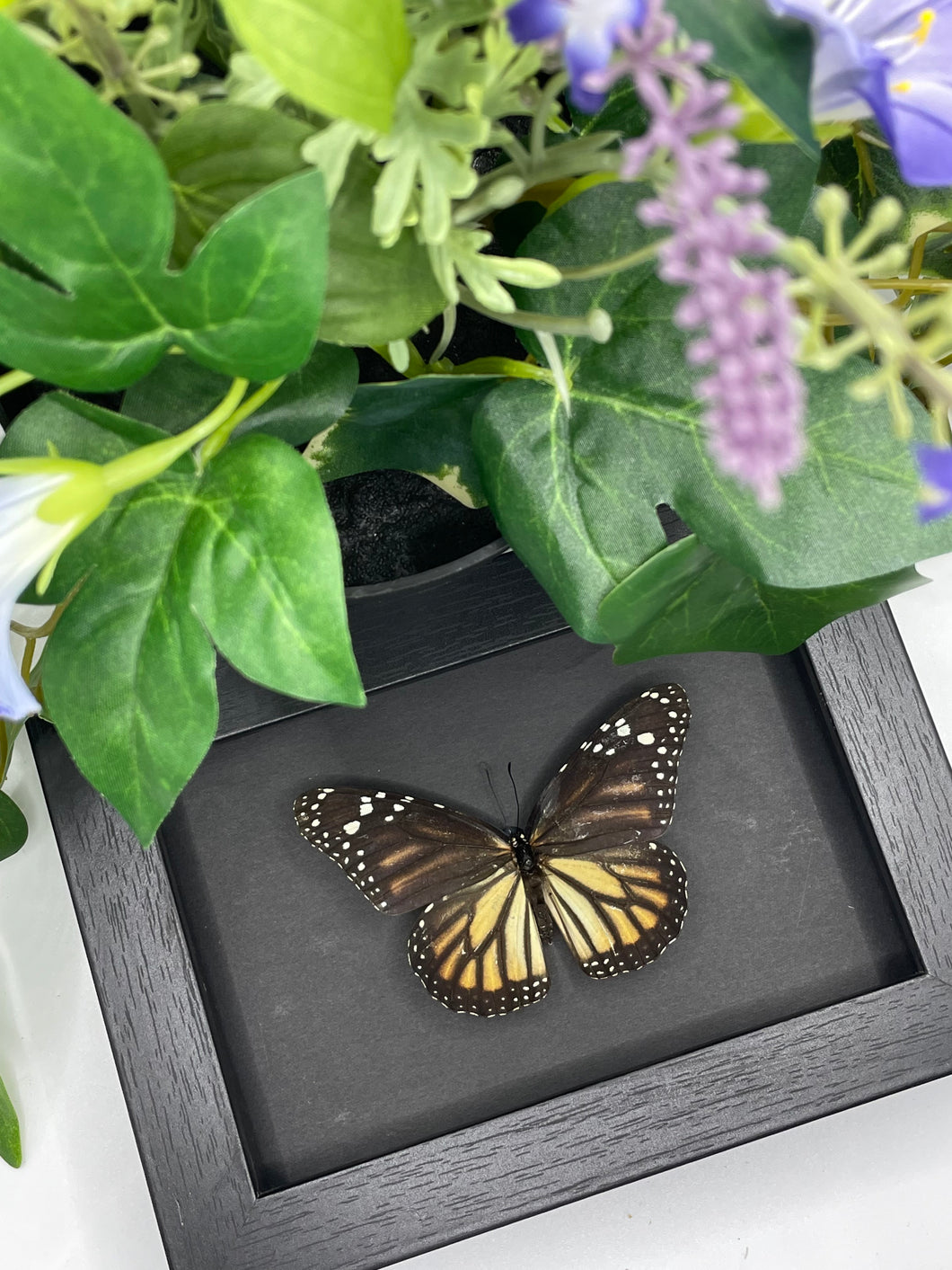 Monarch Butterfly / Danaus Plexippus in a frame - Black