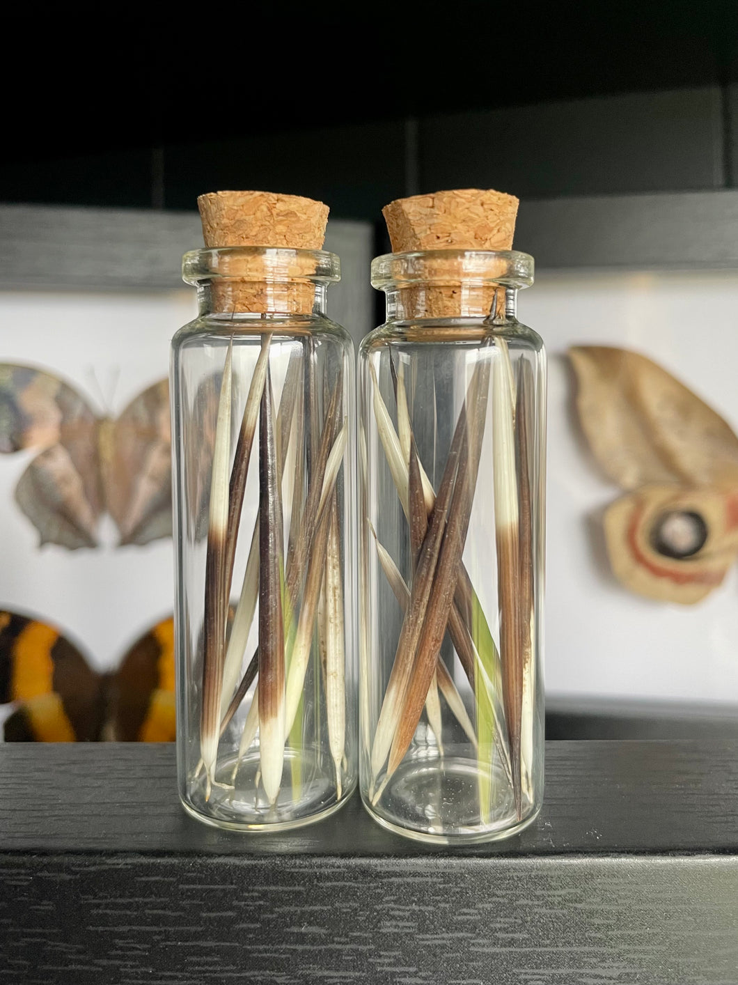 10pc African Porcupine Quills in a Jar