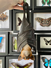Load image into Gallery viewer, Hanging Bat Decoration

