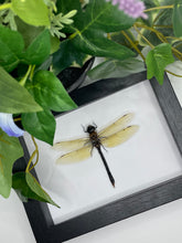 Load image into Gallery viewer, Dragonfly / Anax Fumosus Celebensis in a frame
