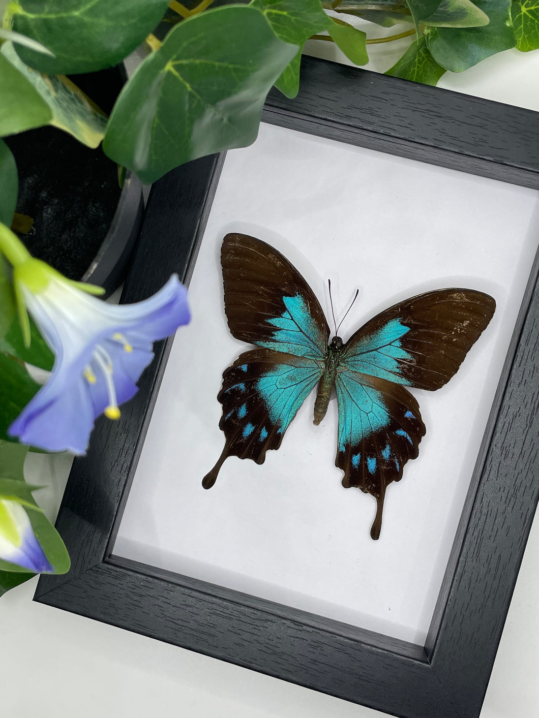 Papilio Ulysses Telegonus / Blue Emperor Swallowtail Butterfly in a frame | Female (A-) #4