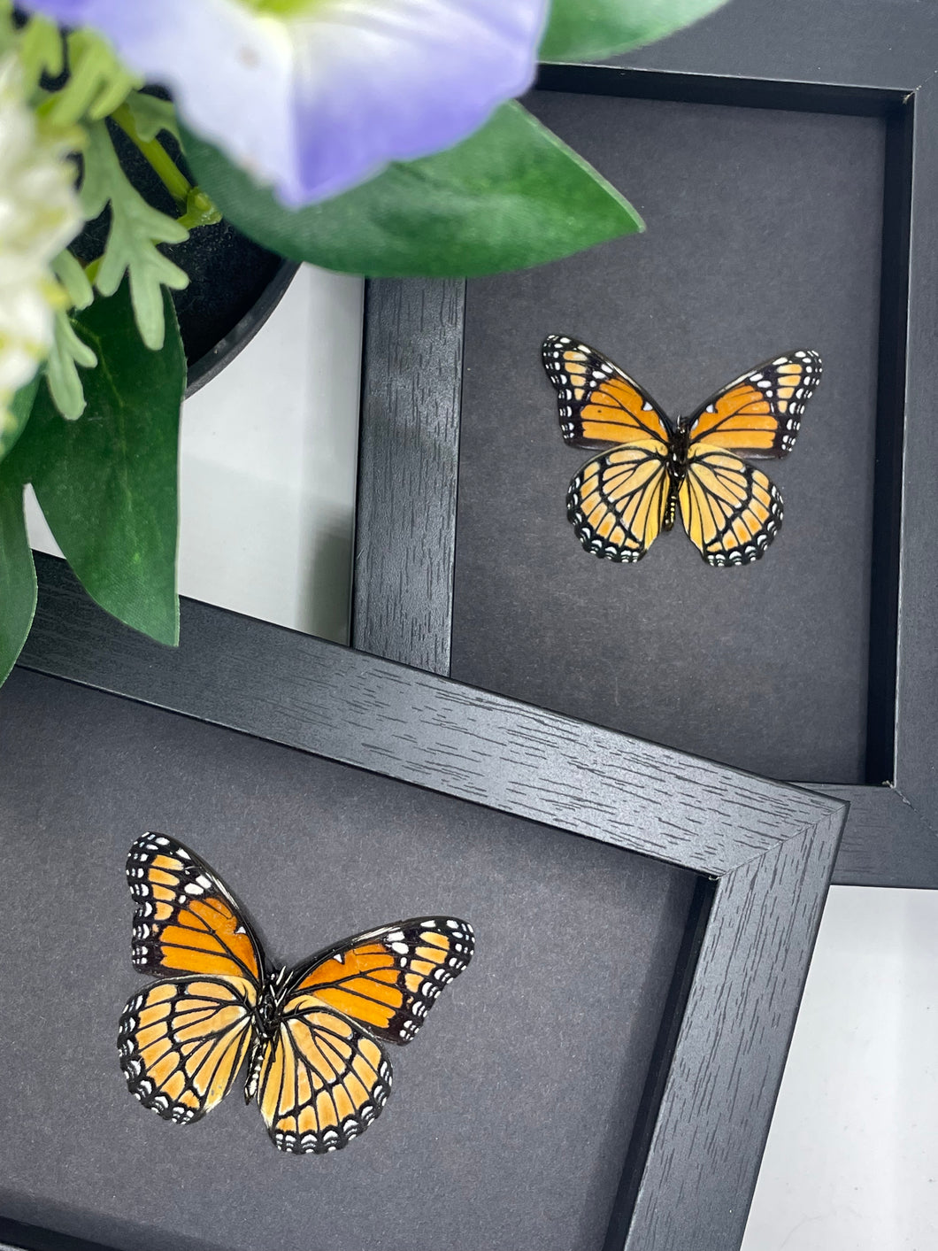 Viceroy Butterfly in a frame | Black - No antennas (A-)