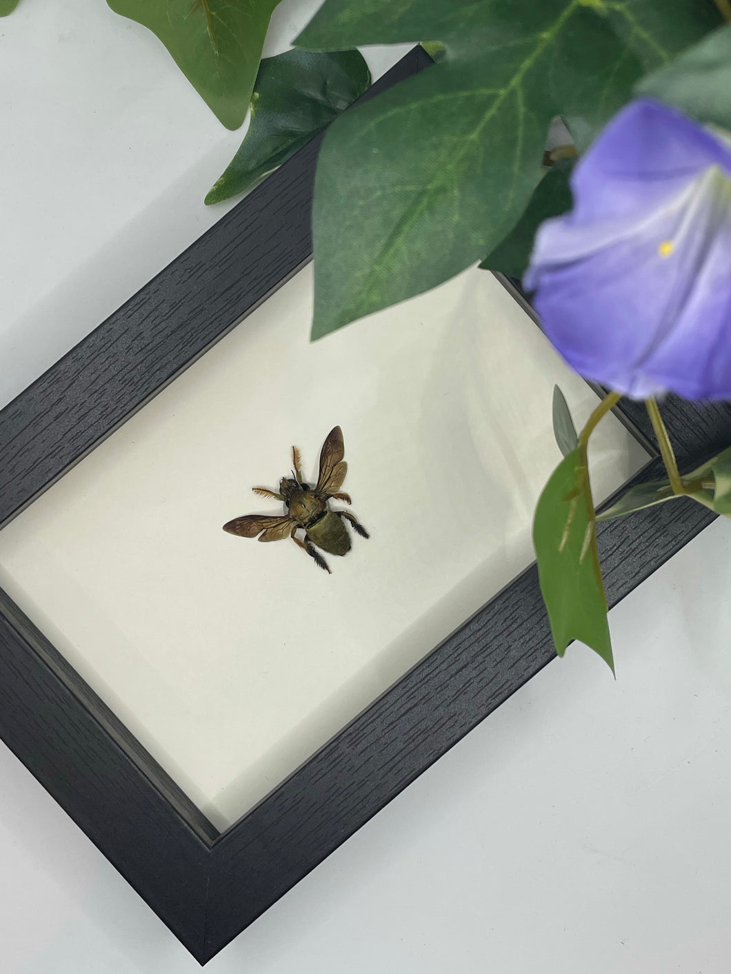 Golden Carpenter Bee / Xylocopa Confusa in a frame