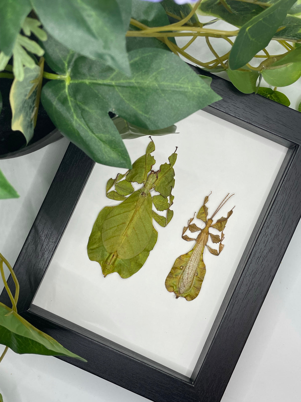 Duo Male & Female Leaf Insects in a frame