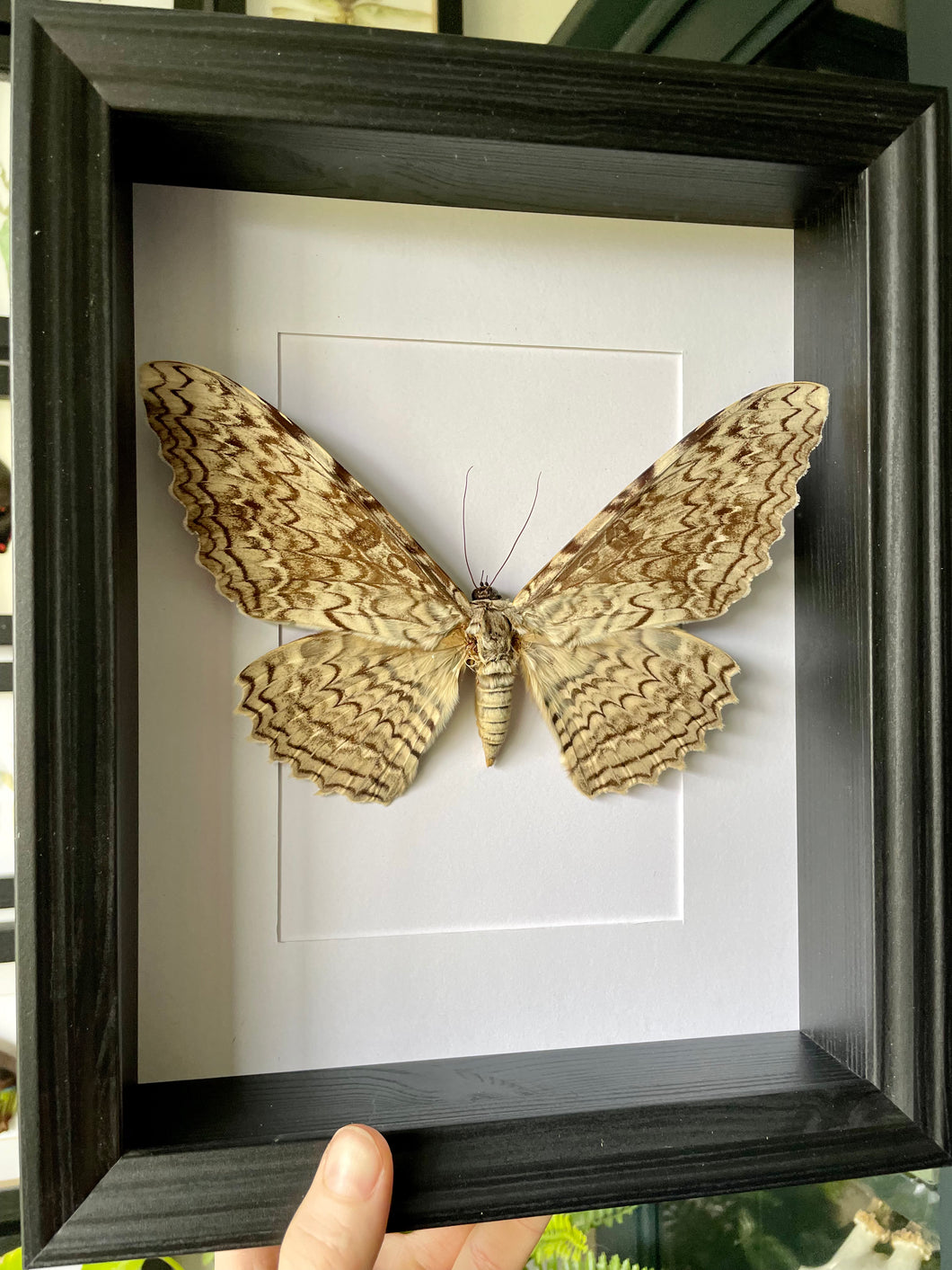 White Witch Moth / Thysania Agrippina in a frame | Portrait