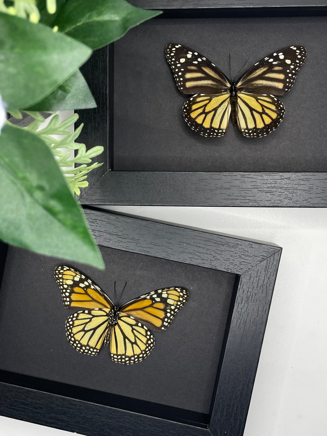 Monarch Butterfly / Danaus Plexippus in a frame | BLACK