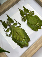 Load image into Gallery viewer, Duo Female Leaf Insect frame
