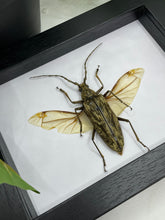 Load image into Gallery viewer, Longhorn Beetle / Neocerambyx Gigas in a frame
