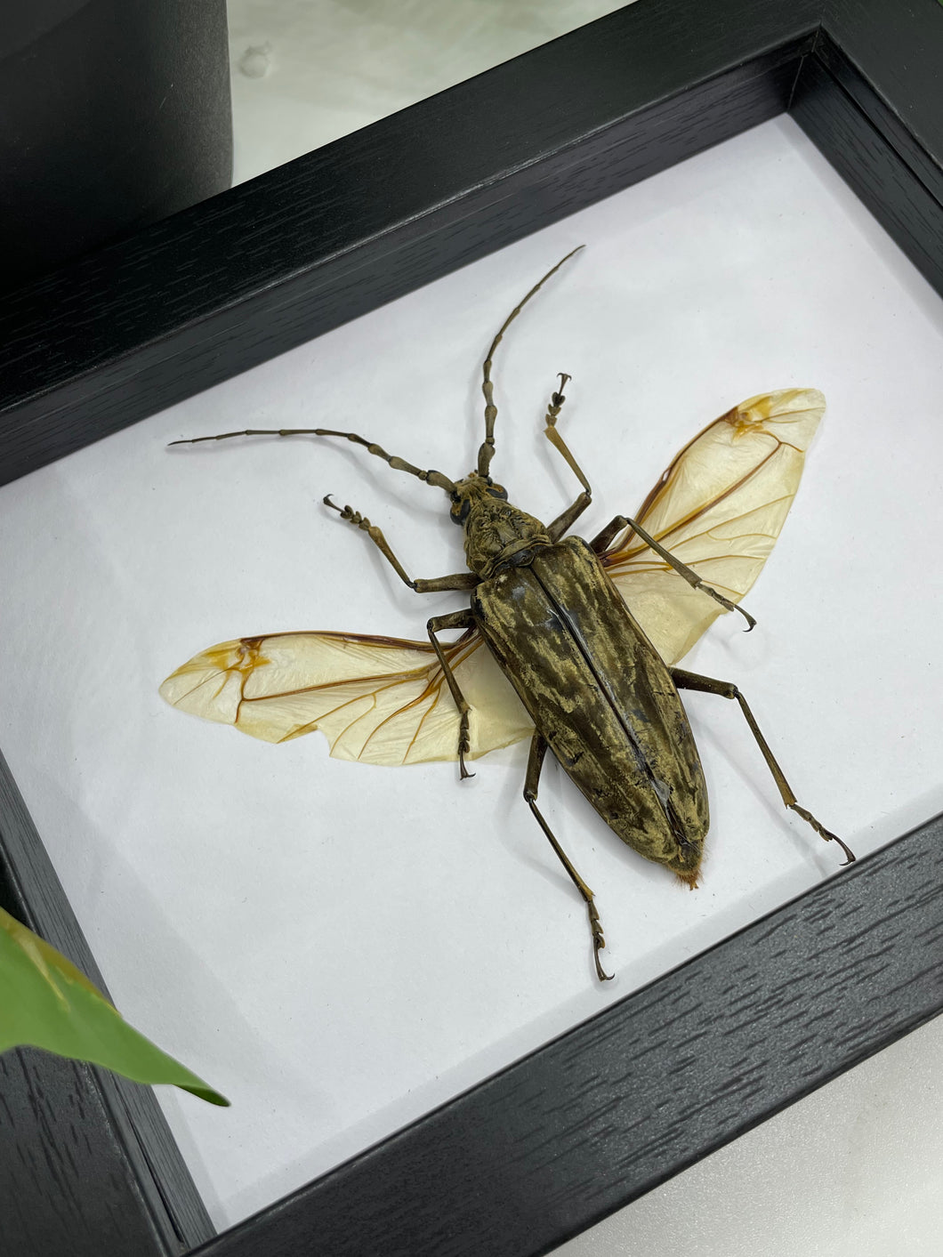 Longhorn Beetle / Neocerambyx Gigas in a frame