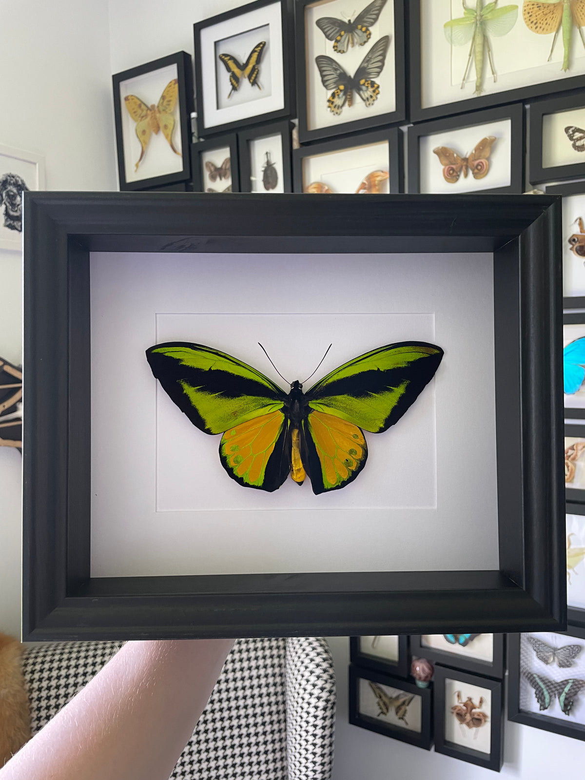 Goliath Birdwing / Ornithoptera Goliath in a larger frame
