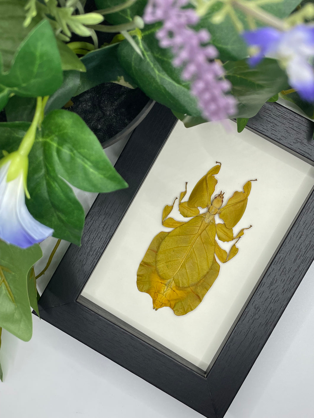 Yellow Phyllium Pulchrifolium / Leaf Insect in a frame