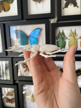 Load image into Gallery viewer, 3D Printed Stag Beetle
