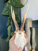 Load image into Gallery viewer, Roe Deer Skull Cap #15
