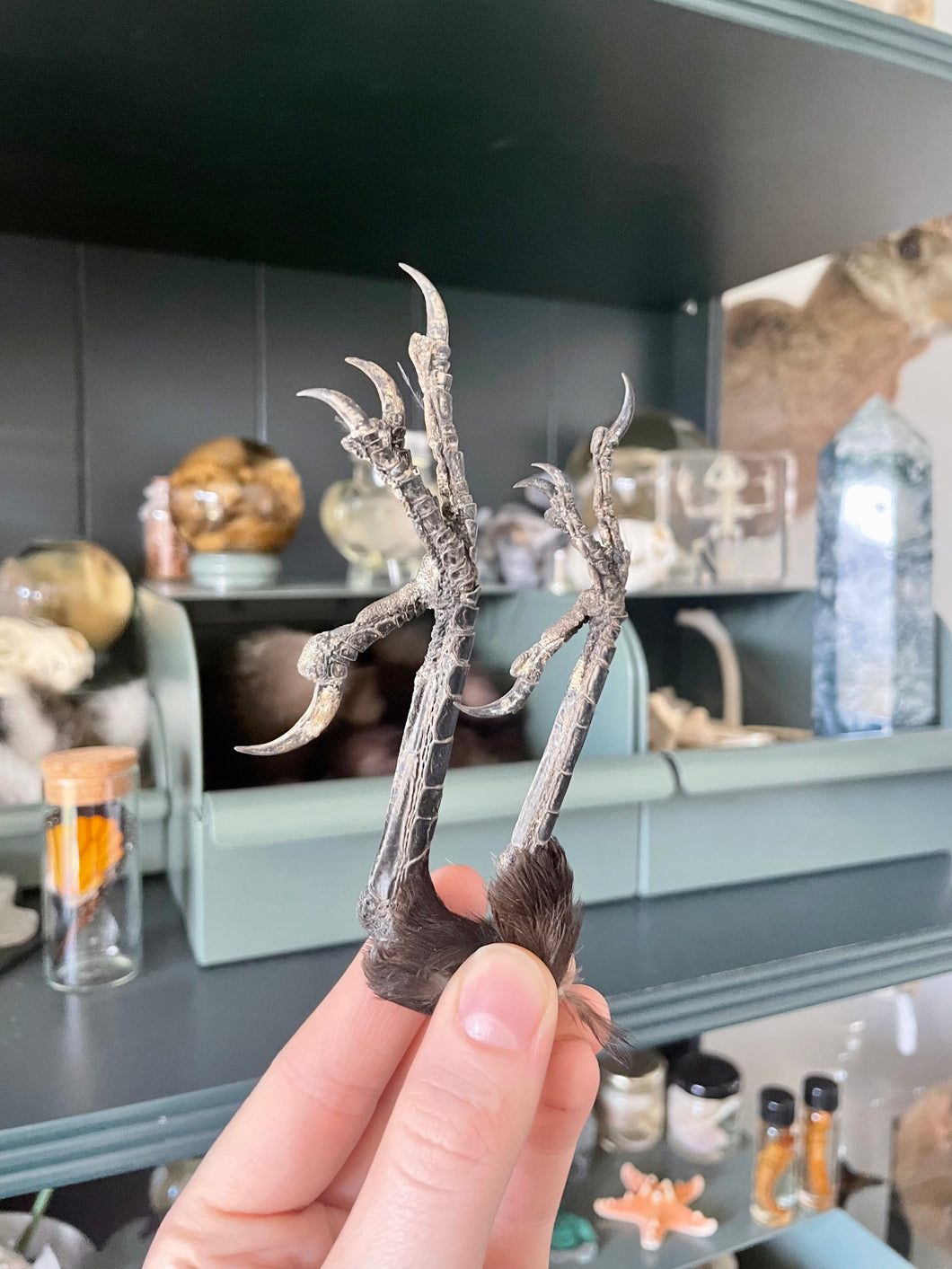 XL Preserved Ravens foot