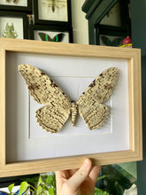 Load image into Gallery viewer, White Witch Moth / Thysania Agrippina in a frame | Oak Frame
