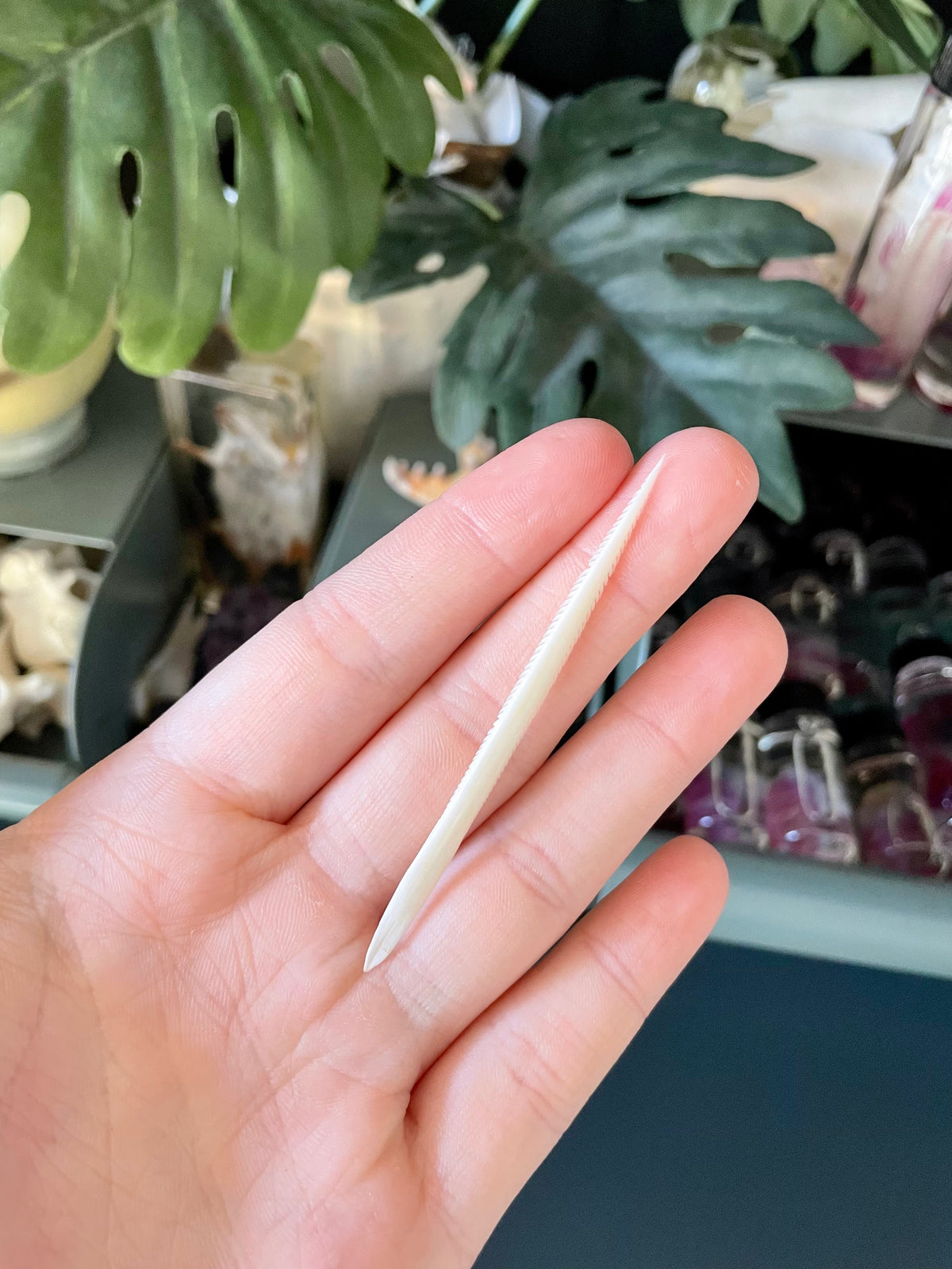 Stingray Barb | 5cm - 6cm