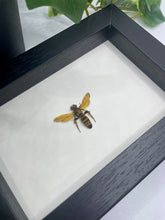 Load image into Gallery viewer, Golden Wasp sp. in a frame
