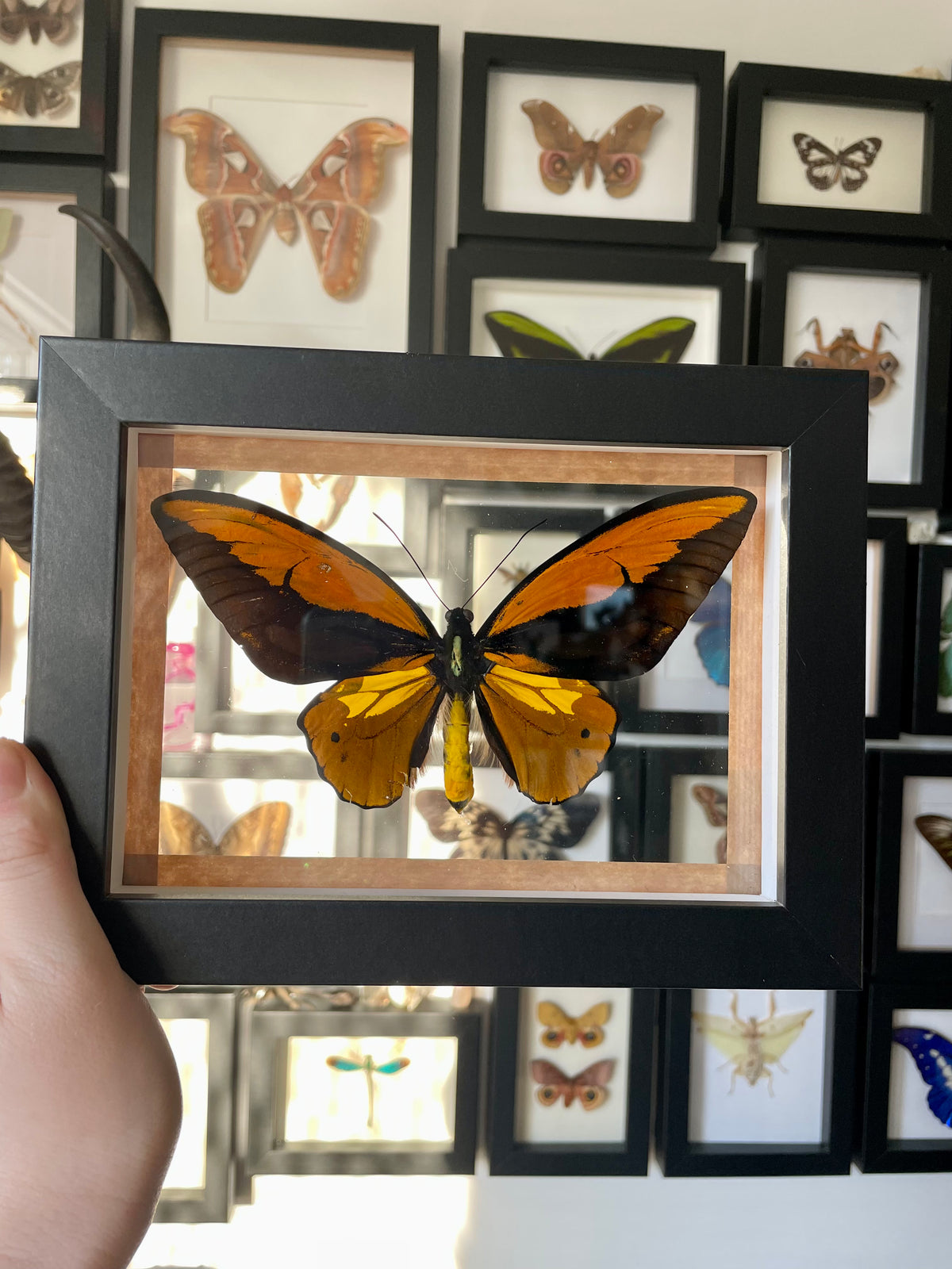 Golden Birdwing / Ornithoptera Croesus in a clear frame