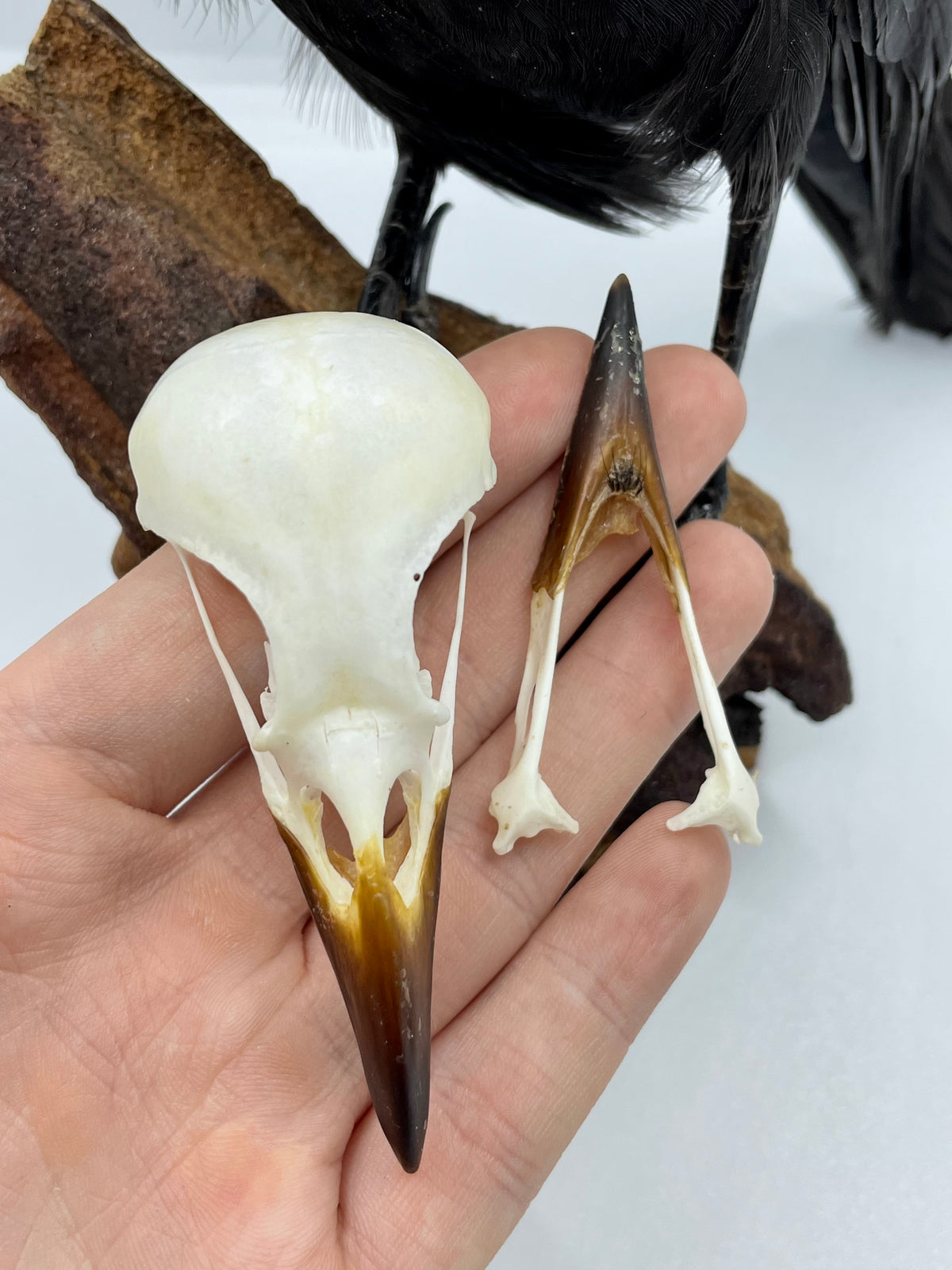 Crow / Pica Pica / Eurasian Magpie Skull