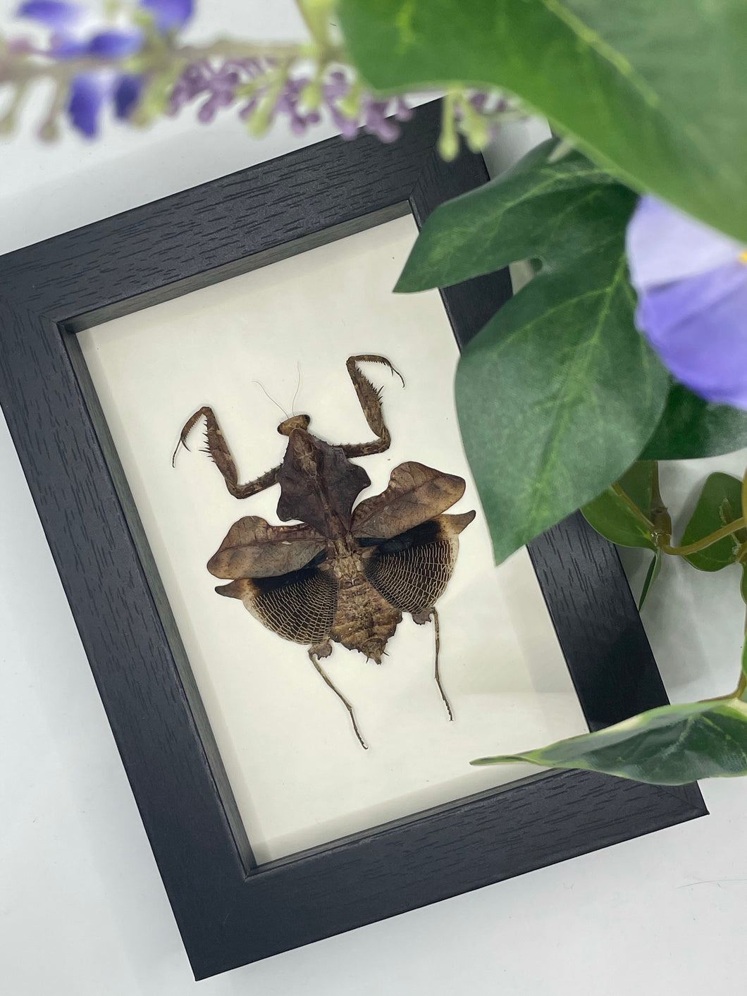 Dead Leaf Insect / Deroplatys Lobata in a frame